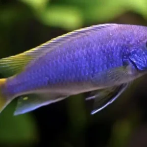 Knallerangebot Blauer Gelbflossen-Maulbrüter (Pseudotropheus / Gephyrochromis sp. acei)